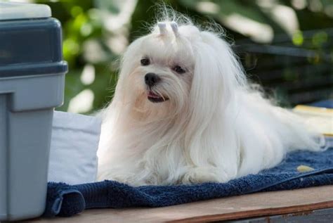 Maltese Grooming Made Simple – For the Pet Owner – ruffeodrive