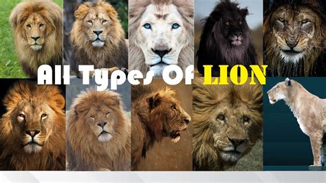 Lion Subspecies List