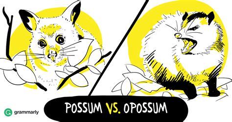 Opossum vs. Possum—Is It the Same Animal? | Grammarly