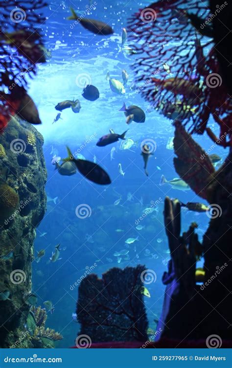 The Aquarium at Branson, Missouri. Large Central Tank Stock Image - Image of branson, tank ...