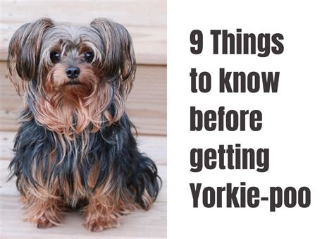 Toy Yorkie Poo Full Grown | Wow Blog