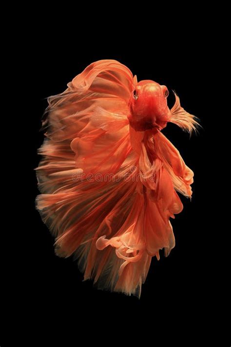 Orange betta fish stock photo. Image of crown, biology - 63248972