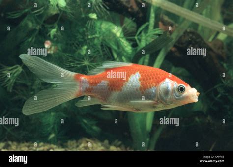 goldfish, common carp (Carassius auratus), Comet breeding form Stock Photo - Alamy