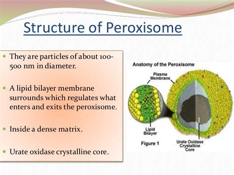 Human Biology Online Lab / Peroxisome