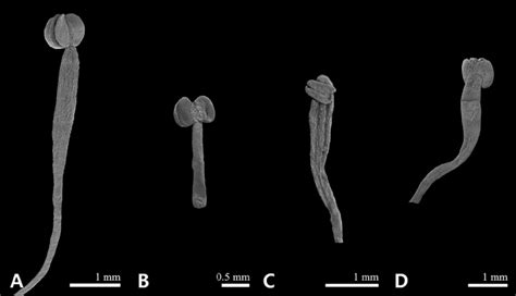 The androecium micromorphological characteristic of Sanguisorba... | Download Scientific Diagram