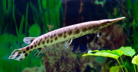 Spotted Gar Pictures - AZ Animals