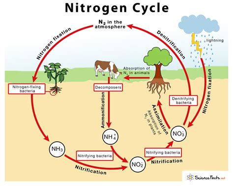 [DIAGRAM] Liquid Nitrogen Diagram - MYDIAGRAM.ONLINE