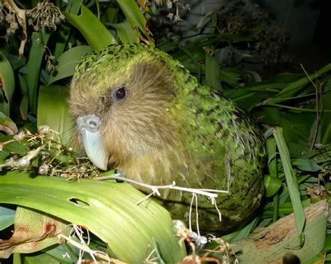 Kakapo - Facts, Diet, Habitat & Pictures on Animalia.bio