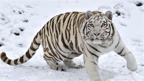 Tiger Albino 1, HD Animals, 4k Wallpapers, Images, Backgrounds, Photos and Pictures