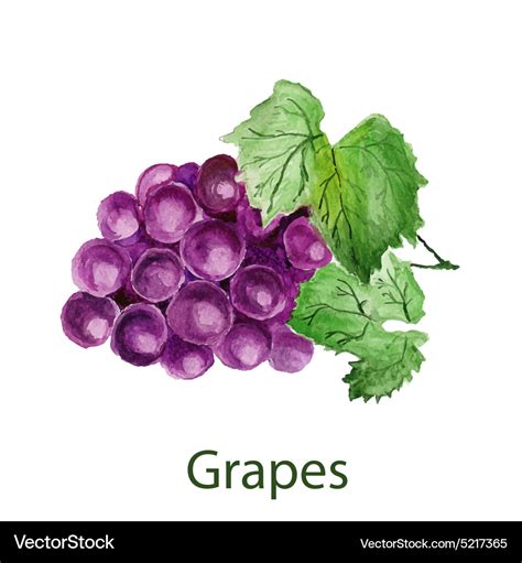 Grapes watercolor painting on white background Vector Image