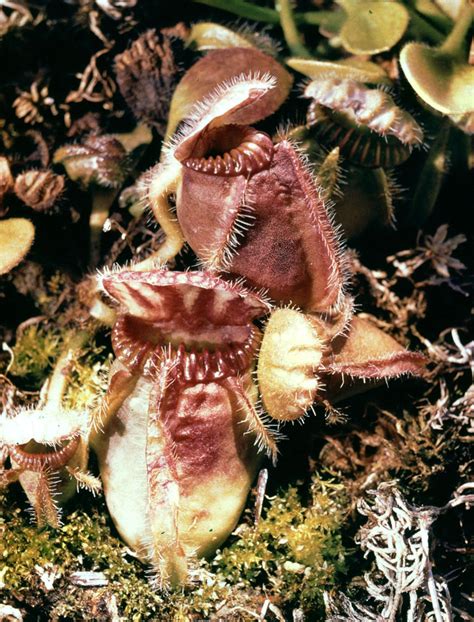 Pitcher plant | Description, Carnivory, Families, & Facts | Britannica