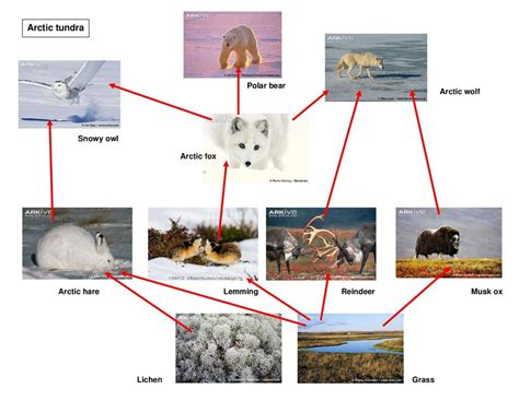 Simple Arctic Tundra Food Web