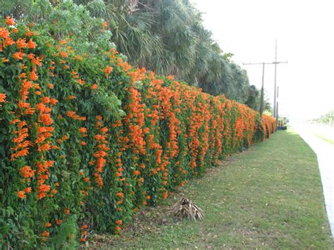 cape honeysuckle vine hedge