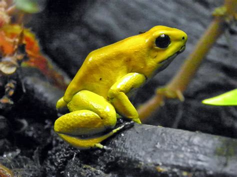 Golden Poison Dart Frog ~ Amphibians World