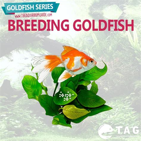 Goldfish Series - Breeding Goldfish - The Aquarium Guide