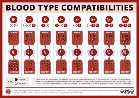 Simple What Are The Different Types Of Blood Types Free Download | Typography Art Ideas