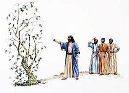 Withered Fig Tree Matthew 21 « Advent Bible Study