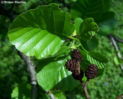 European Black Alder - Alnus glutinosa - North American Insects & Spiders