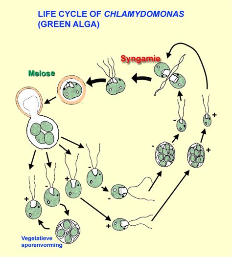 Glomeromycota Life Cycle