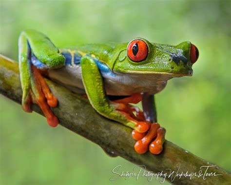 Costa Rican Red Eyed Tree Frog posing in wildlife photography se ...