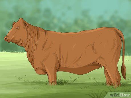 How to Identify Maine Anjou Cattle: 13 Steps (with Pictures)