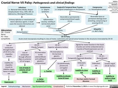 Cranial Nerve VII Palsy: Pathogenesis and Clinical Findings | Calgary Guide