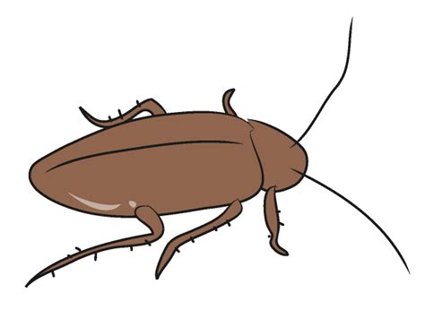 Free Cockroach Cliparts, Download Free Cockroach Cliparts png images, Free ClipArts on Clipart ...