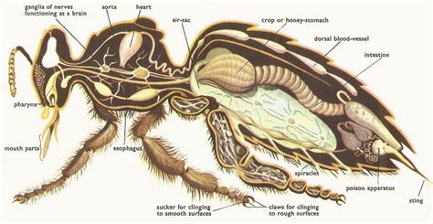 14+ Honey Bee Anatomy Diagram - RaifeAiana