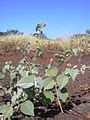 Abutilon incanum - Wikimedia Commons