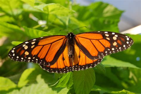 File:Monarch Butterfly Showy Male 3000px.jpg - Wikimedia Commons