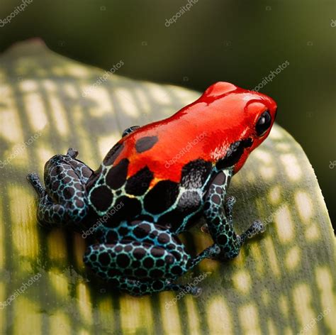 Red poison dart frog — Stock Photo © kikkerdirk #24973227