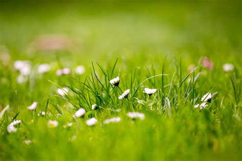 12 Beautiful Green Grass Field HD Wallpapers