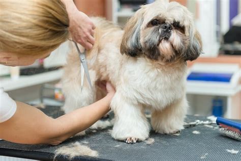 Top 6 Shih Tzu Haircuts & Hairstyles [2022] - Marvelous Dogs