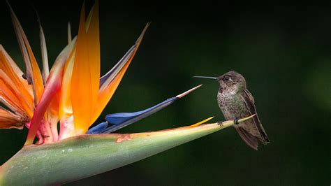 Bird-of-paradise (Plant) | San Diego Zoo Animals & Plants