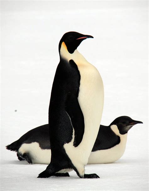 The Emperor Penguin | Animals Lover