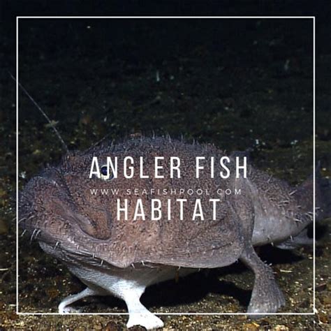 Angler Fish Habitat - What Depth do Angler Fish Live In? - SeaFish