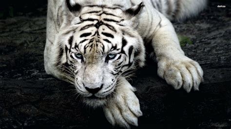 White Tiger HD Wallpapers - Wallpaper Cave