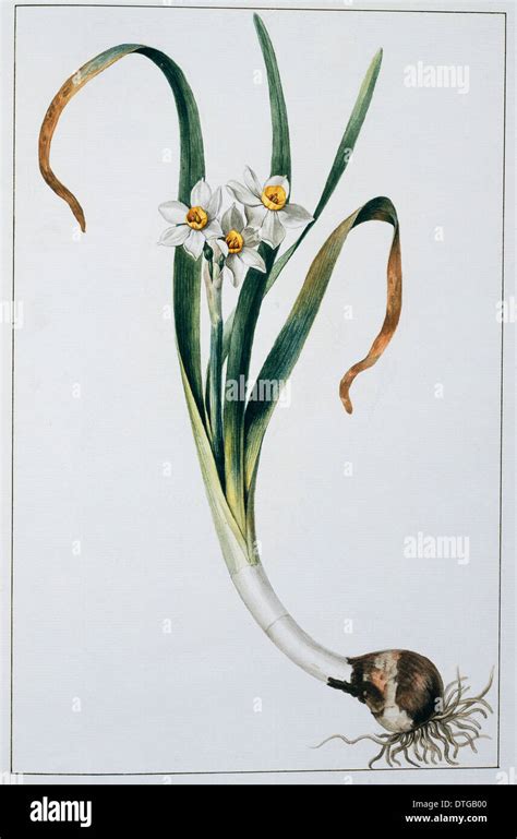 Narcissus tazetta, tazetta Stock Photo - Alamy