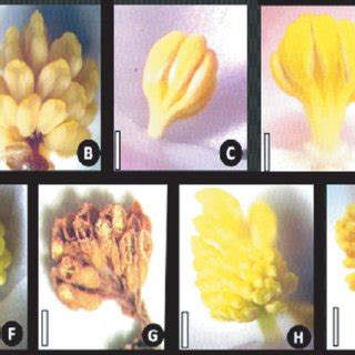 (PDF) Male flower and androecium morphology of Begonia species in Nepal.