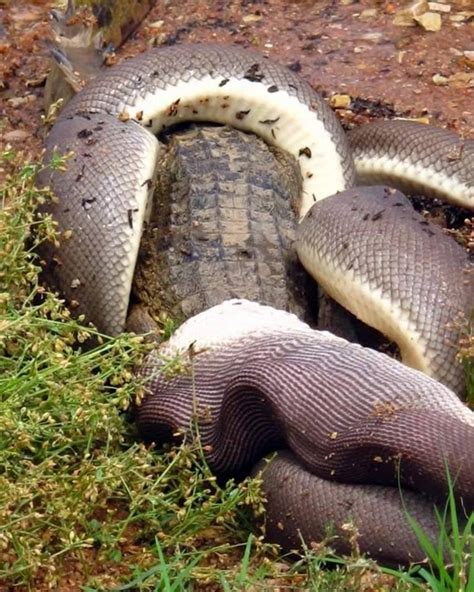 Amazing Animals: Anaconda Eating Crocodile In Australia