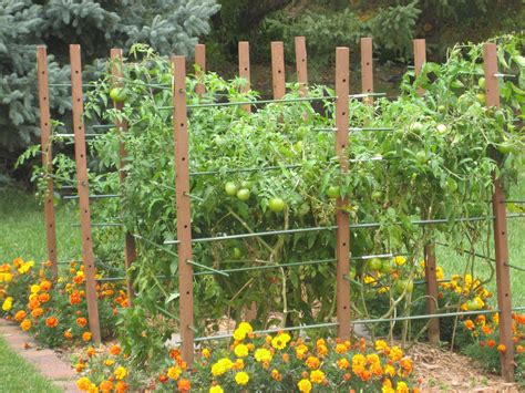 24 Garden Trellis Tomato Plant Ideas You Should Check | SharonSable