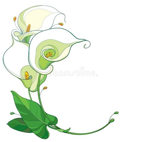 Calla Lily Black And White Clipart Flower