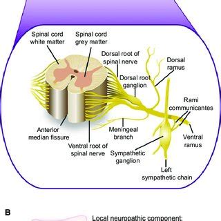 Dorsal Rami Of Spinal Nerves