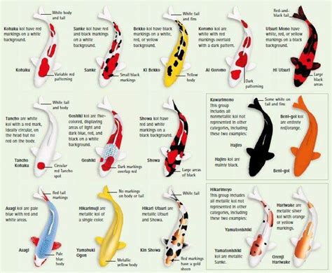 Koi Fish Information | Japanese koi fish tattoo, Koi fish tattoo meaning, Koi fish