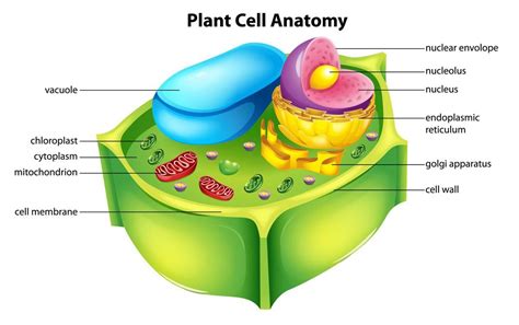 Images Of Plant Cell Diagram Beautiful Vacuole Structure | Plant cell, Plant cell diagram, Cell ...