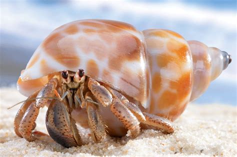 Spotted shell hermit - Hermit Crabs Photo (13766197) - Fanpop