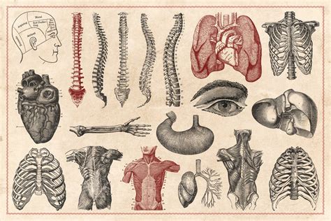 100 Vintage Anatomy Vectors | Anatomy art, Medical drawings, Human ...