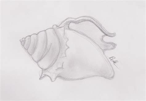 Free Conch Shell Drawing, Download Free Conch Shell Drawing png images, Free ClipArts on Clipart ...