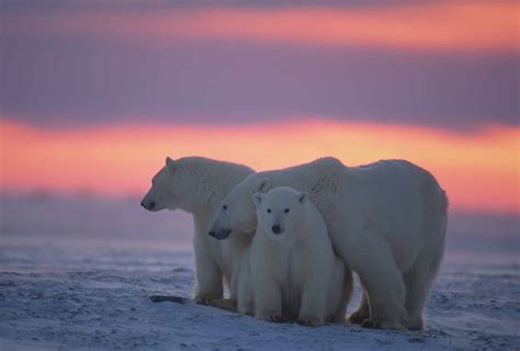 Polar Bears In Canada Polar Bear - techforband