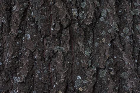 Bark of a Tree. Abstract Pattern with Texture Dark Tree Bark. Grunge Background of Dark Wooden ...